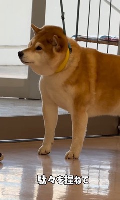 動物病院に来た3匹の柴犬