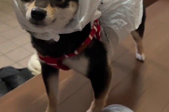 即席カッパを自作