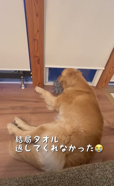 タオルをくわえたまま窓際に寝そべるゴールデンレトリバー