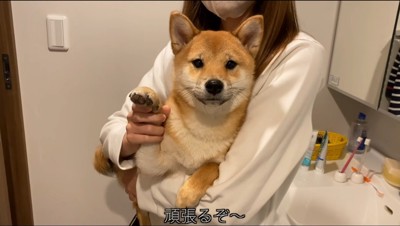 女性に抱きかかえられる雄の犬