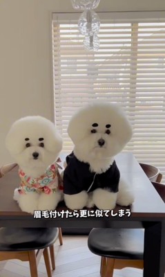 似すぎているおうじ君&あんじちゃん9