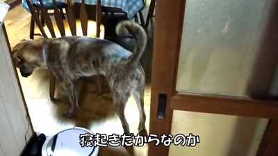 まさかの場所にいたりゅうさん8