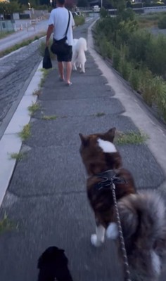 一緒に散歩する3頭