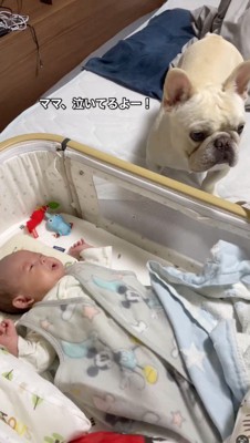 飼い主に視線を送る犬