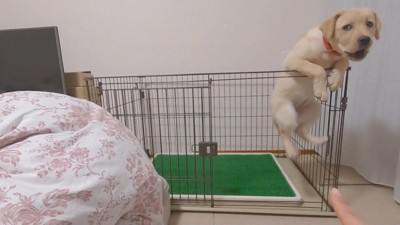 「こうなったら柵を飛び越えてやる～っ」