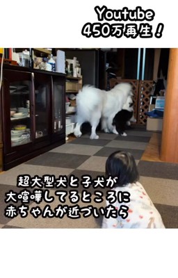 女の子が近づくと喧嘩を止めるシュシュちゃん