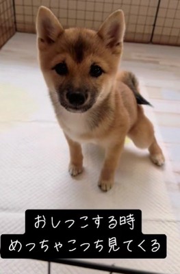 「ほめてほめて!!」