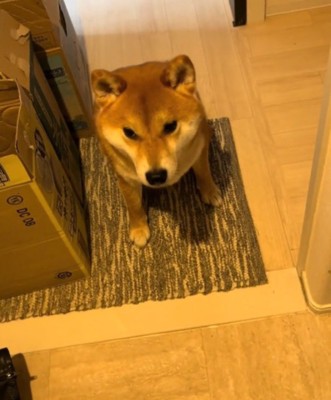玄関に座る犬