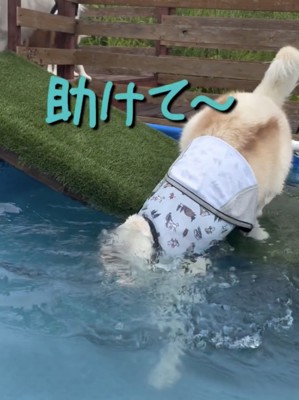 渾身の犬かきを披露