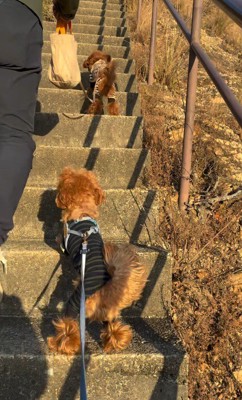一緒にお散歩♪