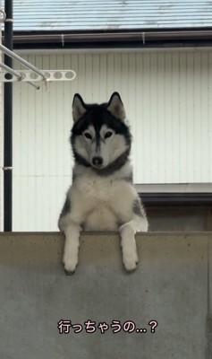 塀の上から飼い主を見つめる犬