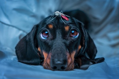 頭の上に蚊を乗せる犬