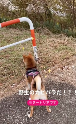 ヌートリアを観察