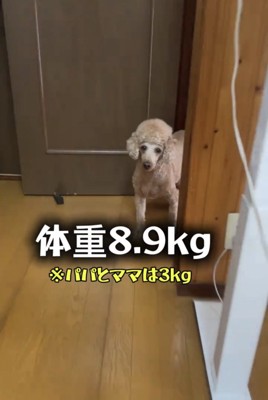 たたずむ犬