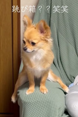 ソファーのひじ掛けにまたがる小型犬