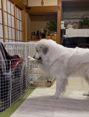 サークルに手をかけるドレミちゃん