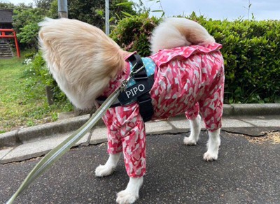 新種の犬かも…!?