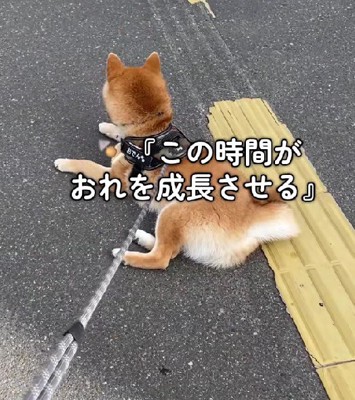 「この時間が俺を成長させる…」