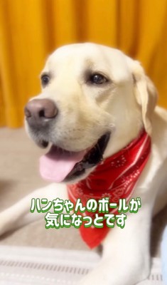 ウサギを見つめる大型犬