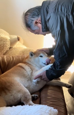 舌を出するるちゃん