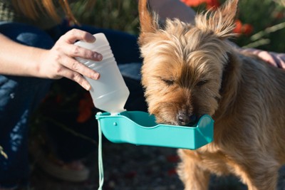 水分補給するテリア系の犬