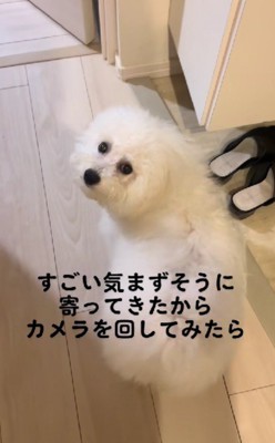 「怒らないでね…？」