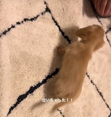 「助けて~」と飼い主さんのそばへ