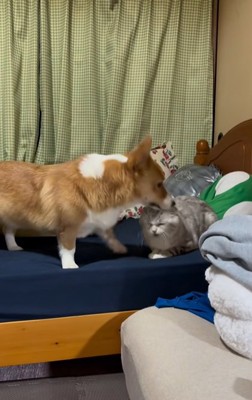 猫の頭を鼻で突くコーギー