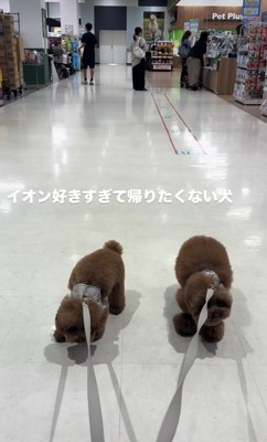 拒否する2匹