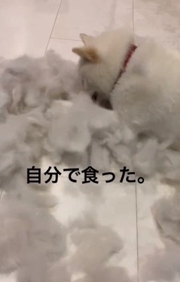 毛を食べるおもちちゃん1