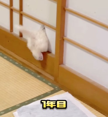 外へと出ていく犬