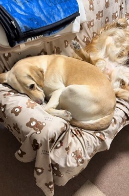 ソファーで眠る大型犬