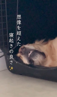 モコちゃんの寝起きの瞬間2