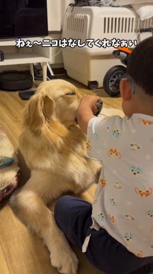 男の子のサングラスを口に咥える犬