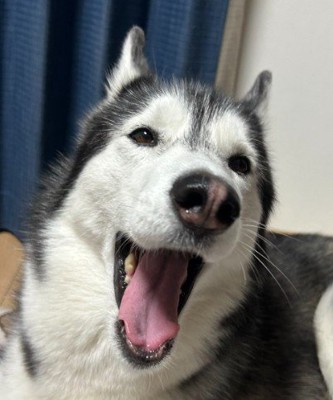 ラニちゃんがあくびをする瞬間4