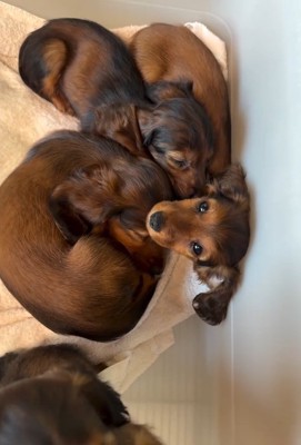 起きた子犬1