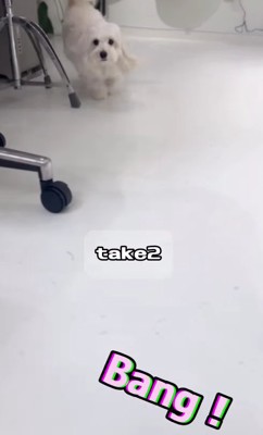 離れたところから走ってくる白い犬