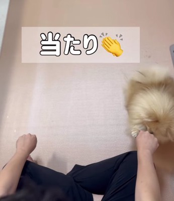 飼い主さんの右手を触る小型犬