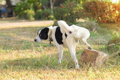 地面にオシッコをする犬