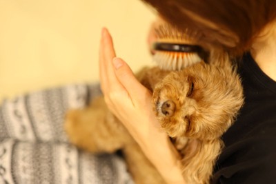 ブラッシングをしてもらう犬