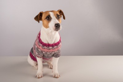 服を着たジャックラッセルテリア