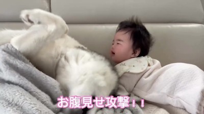仰向けでお腹を見せる犬