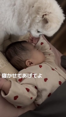 赤ちゃんを鋭い眼差しで見つめる犬