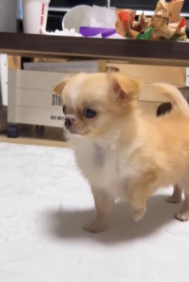 「え…あれ犬じゃない…？」