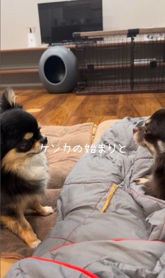 よもぎ君VSしょうぶ君の喧嘩