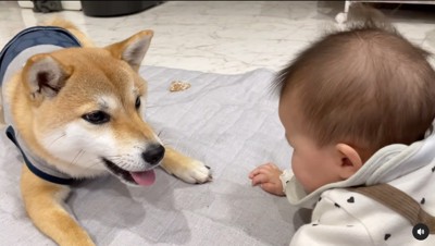 鳴いて訴える柴犬