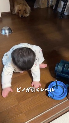 イタズラをする赤ちゃんを遠くから見つめる犬