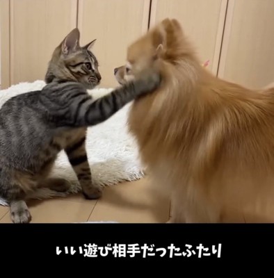 犬の顔に触れる子猫