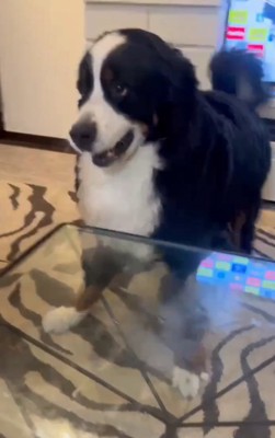 テーブルの後ろに大型犬