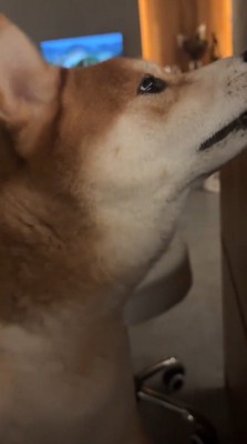 飼い主の膝に前足を乗せる犬